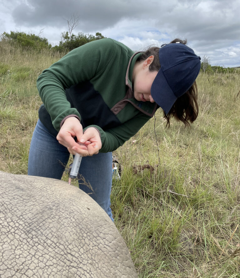 Megan administering medicine via injection to a rhino