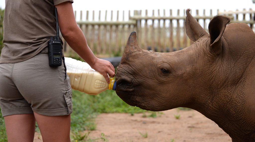 Adopt a rhino orphan