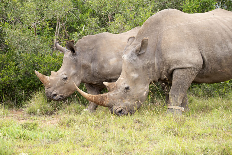 Rhino and Calf