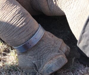 Rhino Tracking Collar