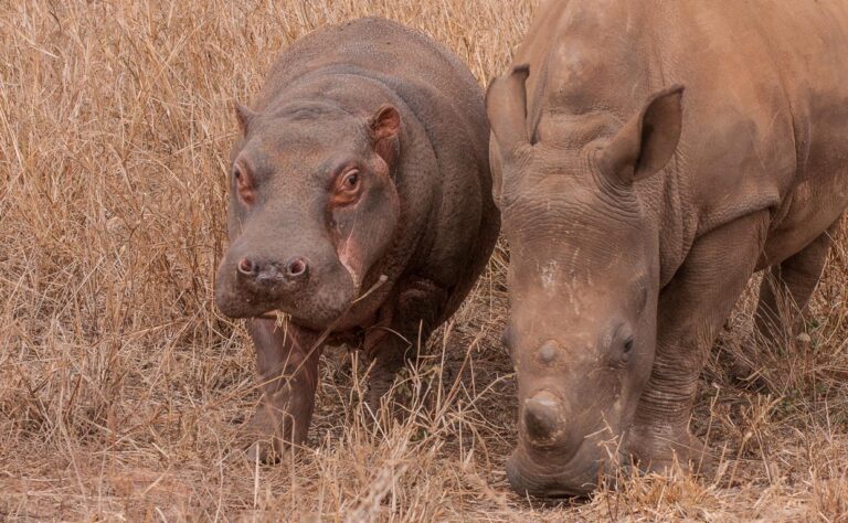Charlie and Makhosi
