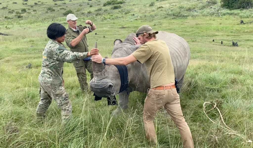 Will Fowlds Rhino Procedure