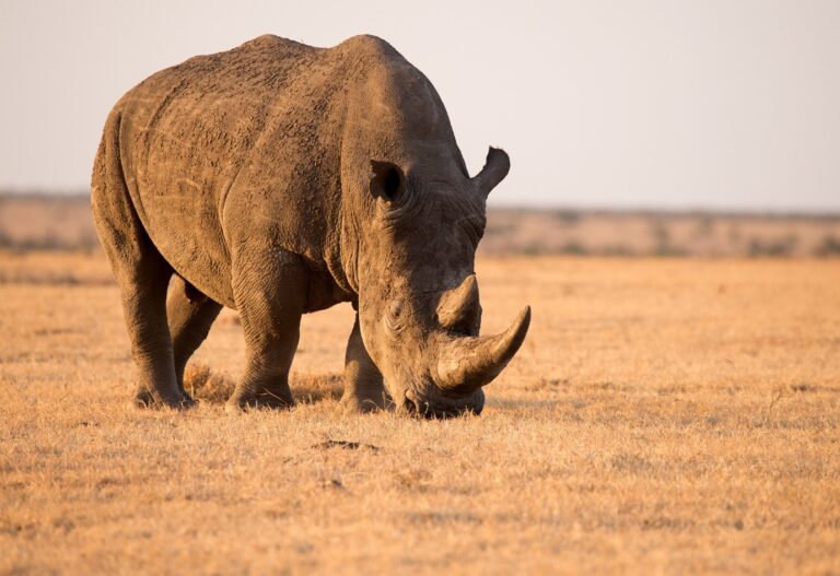 Black rhino