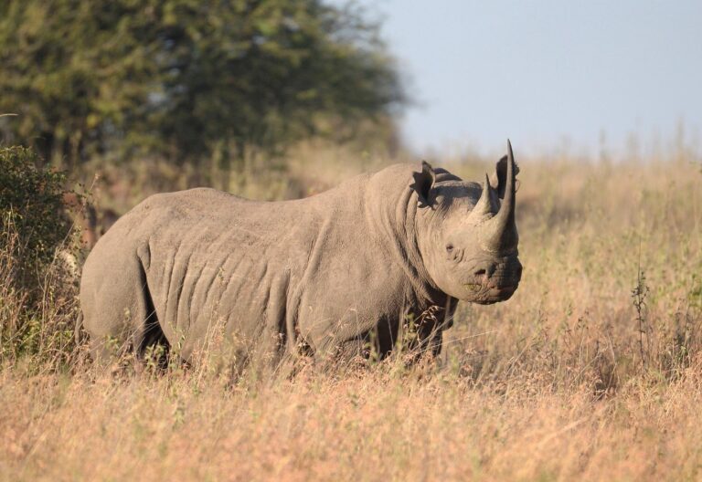 White rhino