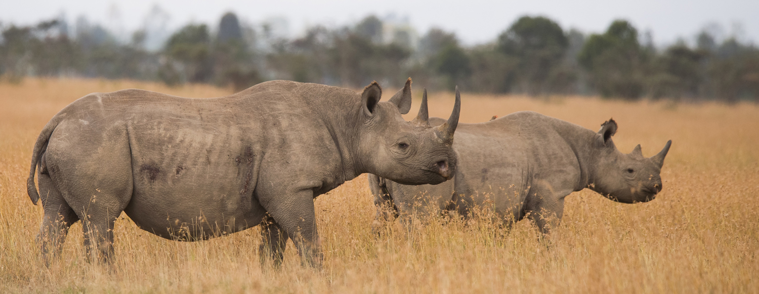 Two black rhinos
