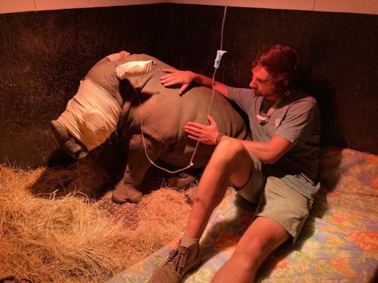 Man sitting in a stable beside tweed the rhino orphan