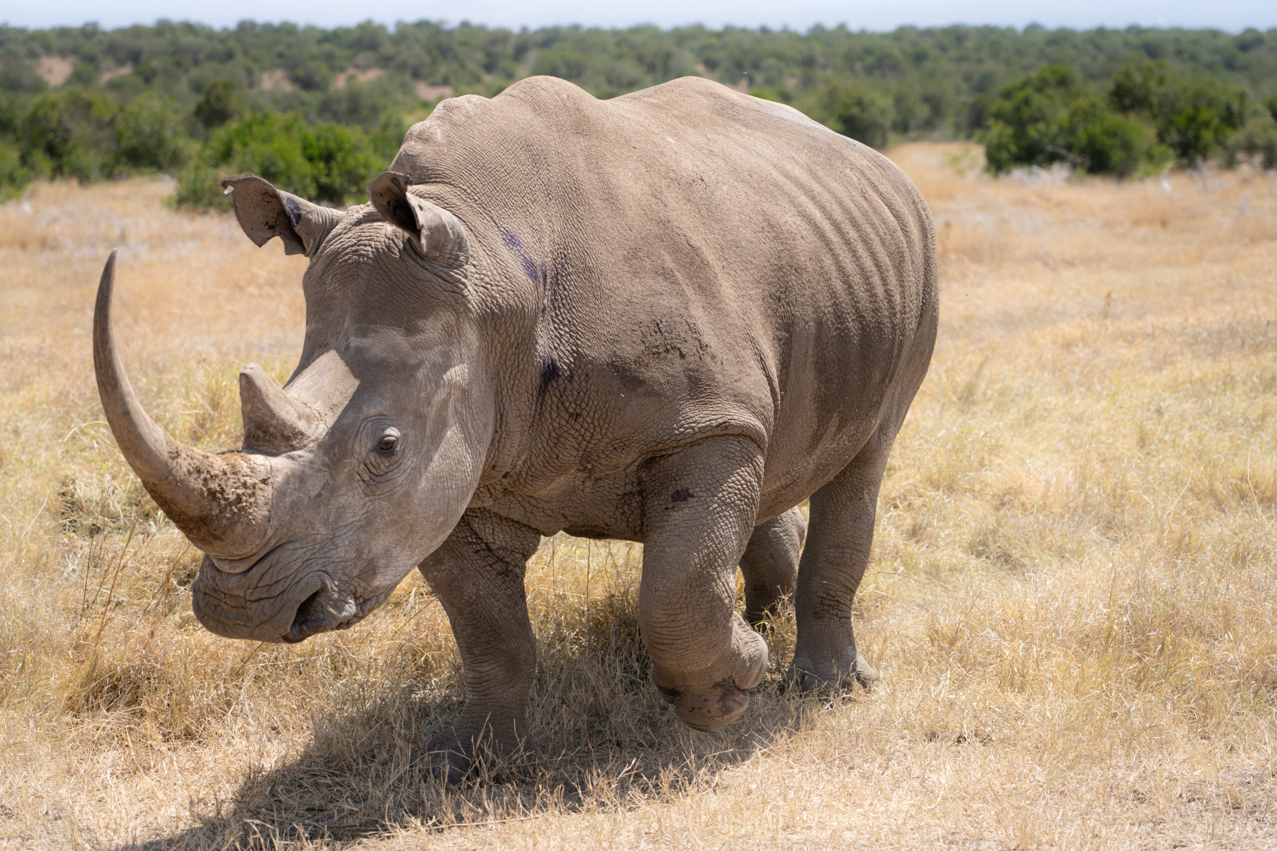 Surrogate mum - Jan Zwilling
