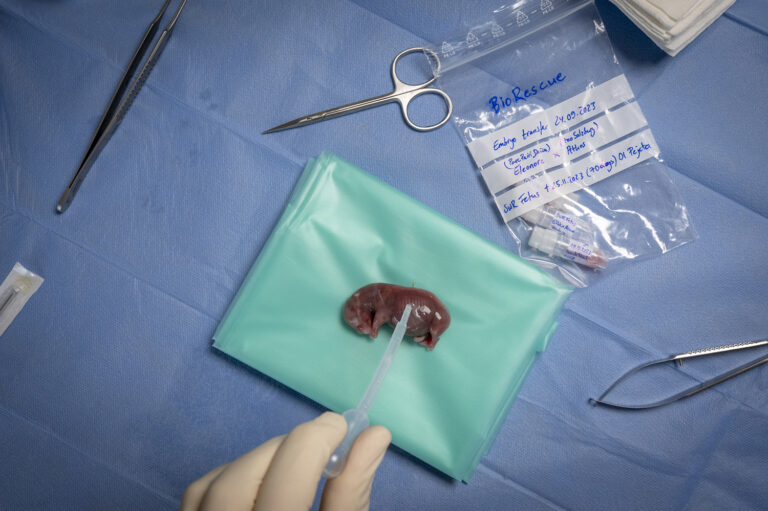 IVF rhino foetus-Jon Juarez
