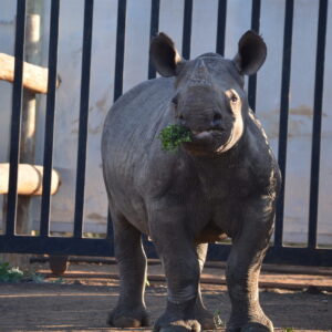 Bheji Adoption Photo