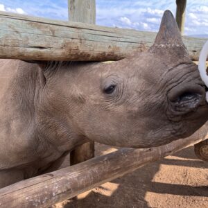 Adopt Mnene