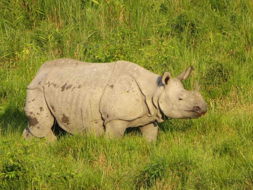 Greater one Horned Rhino 1