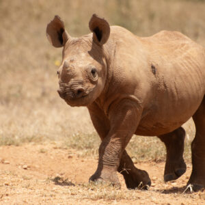Black Rhino Calf Belle