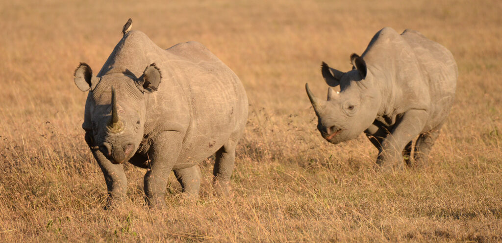 Black Rhino Ol Pejeta