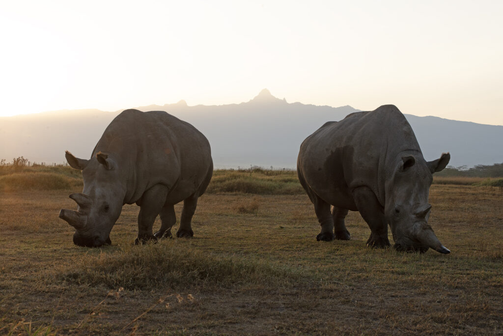 Najin and Fatu Northern white rhino