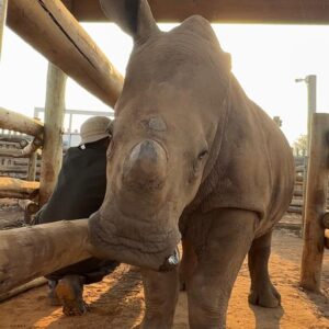 Adopt Mulayo